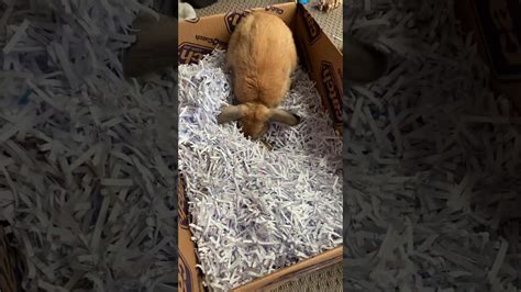 Digging Box For Rabbits Youtube