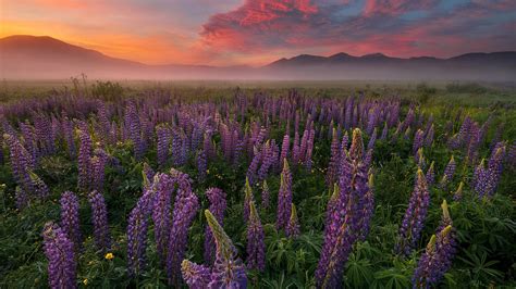 Purple Lupine Flowers Green Leaves Plants Field With Fog Mountains