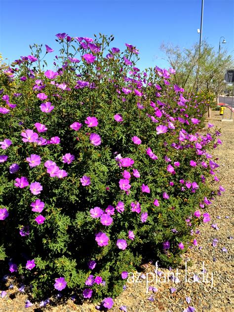 Fuss Free Purple Flowering Beauty Ramblings From A Desert Garden