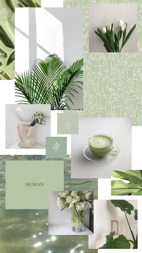 Aesthetic Sage Green Collage Wallpaper Aesthetic Sage Background
