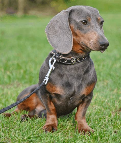 Blue Dachshund Breed Info Temperament Health And Costs