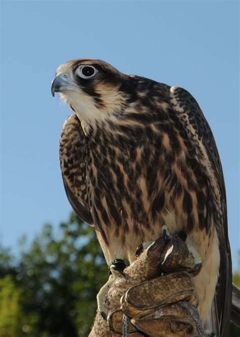 Peregrine Falcon Pacific Forest Trust
