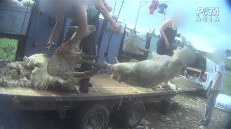 Breaking Investigation Sheep In The Uk Beaten Stamped On Cut And Killed For Wool Action
