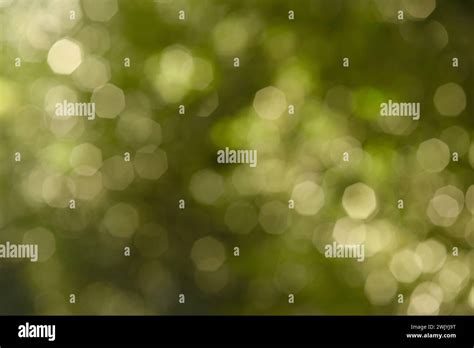 Abstract Blurred Green Nature Background With Beautiful Bokeh