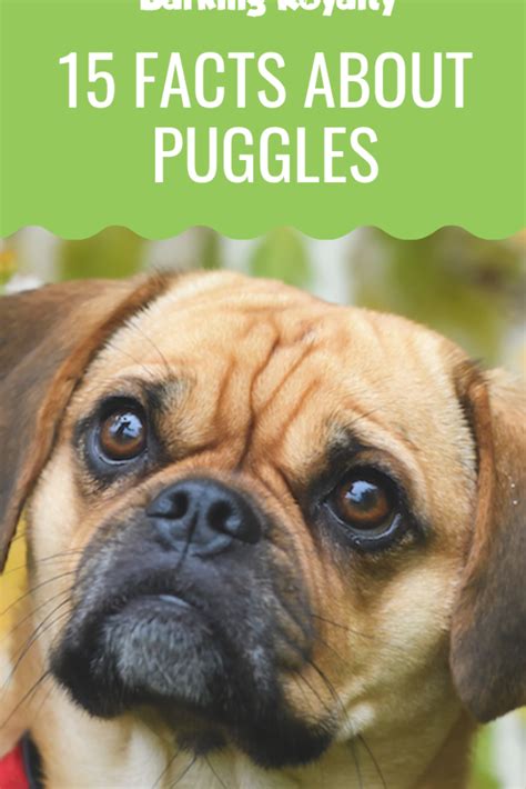 The Puggle Or The Pug And Beagle Mix Is A Healthy And Outgoing Small