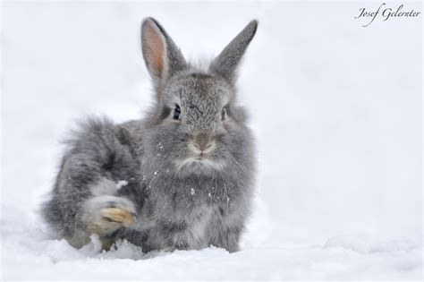 Pin By Chris Brooks On Cute Animals Cute Animals Bunny Snow Bunnies