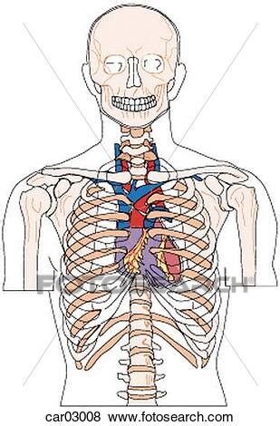 In fish, the divisions of the small intestine are not as clear, and the terms anterior intestine or proximal intestine may be used instead of duodenum. Stock Illustration of Location of heart and great vessels within thorax with respect to ribcage ...