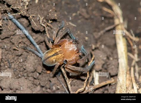 Huntsman Spider Sparassidae Stock Photo Alamy