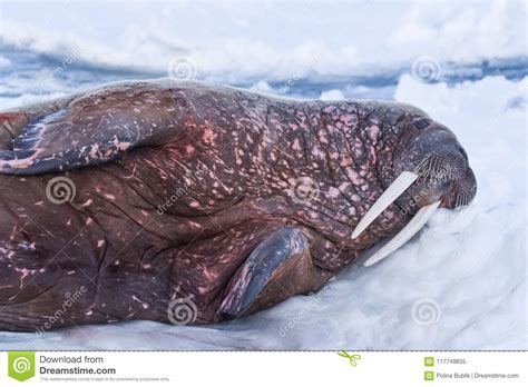 Landscape Nature Walrus On An Ice Floe Of Spitsbergen Longyearbyen