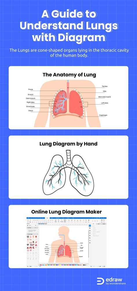 The Lungs Are Cone Shaped Organs Lying In The Thoracic Cavity Of The