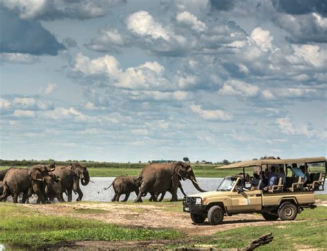kalahari tours safari day trip in chobe national park