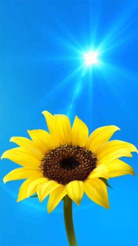 Pin By Mariamv On Giras♡les Sunflower Wallpaper Flower Background