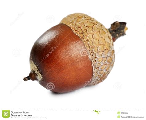 acorn-closeup-stock-photo-image-of-tree,-closeup,-bronze