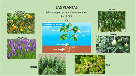 Top 192 Imagenes De Plantas Con Sus Nombres Destinomexicomx