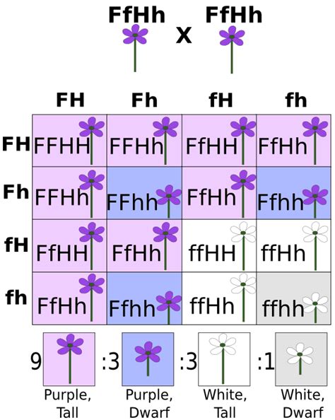 If one of the parents is a homozygote for one or more traits, the punnett square still contains the same number of boxes, but the total number of unique allele combinations is 2 raised to the power of the number of traits for which the parent is heterozygous. Dihybrid Cross: Definition, Example & Quiz | Study.com