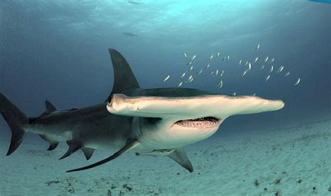 Hammerhead Shark Facts Q And A Always Learning
