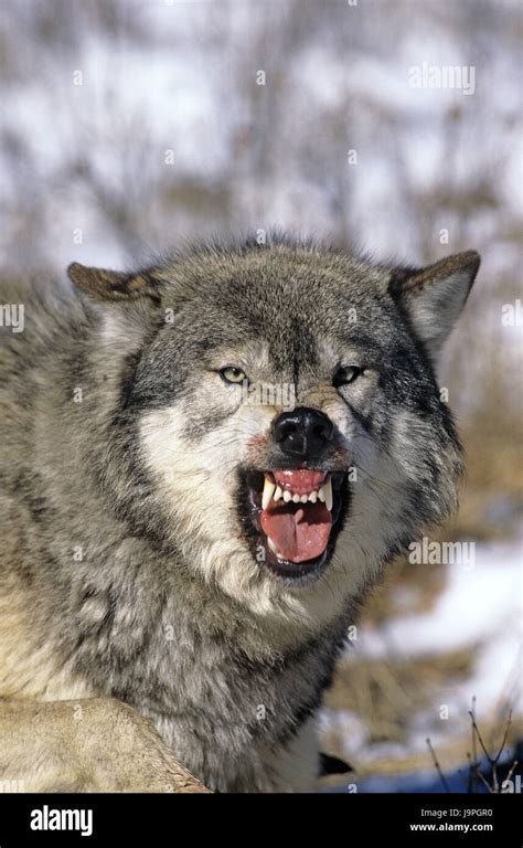 North American Grey Wolf Hi Res Stock Photography And Images Alamy
