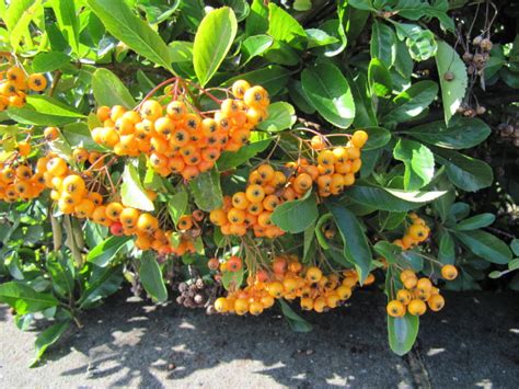 Yellow Berried Pyracantha East Preston West Sussex Flickr