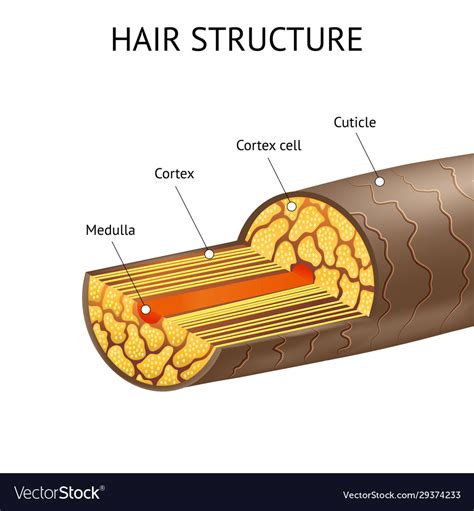 Realistic Detailed 3d Hair Structure Ad Poster Vector Image