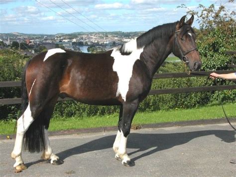 Irish Sport Horse Irish Sport Horse Horses Sport Horse