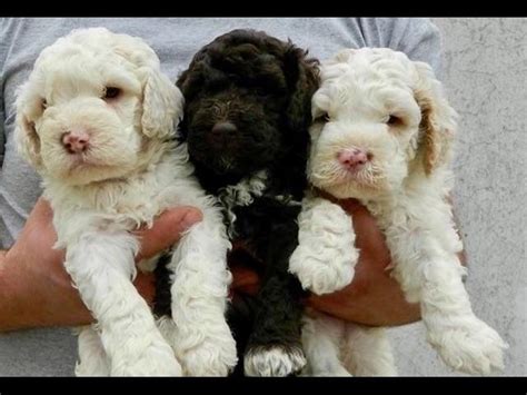 Later on, the lagotto's ease of training combined with an acute sense of smell quickly. Tommy Smyth - Lagotto Romagnolo Puppies For Sale