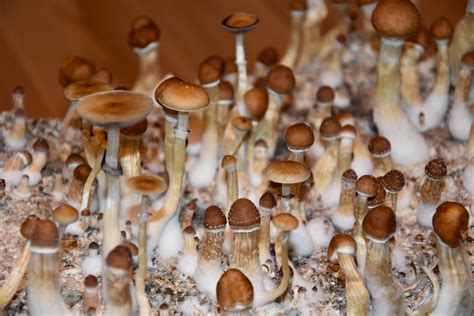 Magic Mushroom Treatment For Depression One Step Closer