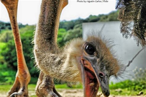 Interesting Facts About Ostriches Just Fun Facts