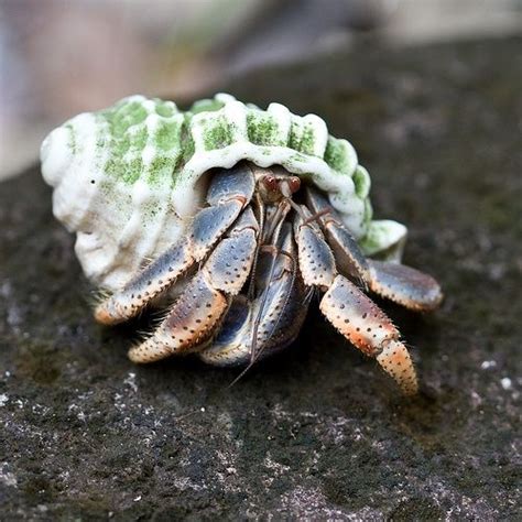 We already know that the cats could eat shrimps? Land Hermit Crabs eat both animal and plant matter. They ...