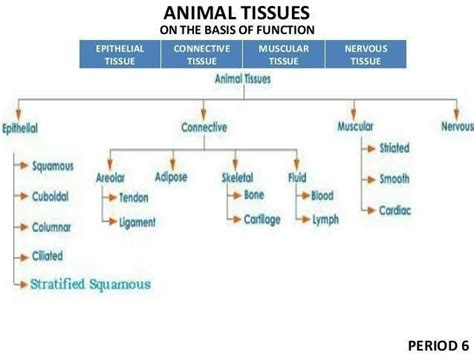 Draw A Flow Chart Representing Different Types Of Animal Tissues And