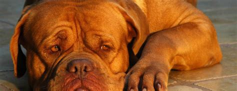 Problemy zdrowotne u psów Schorzenia i choroby u psów