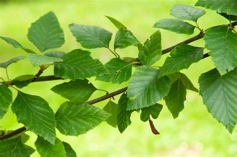 River Birch Plant Care And Growing Guide