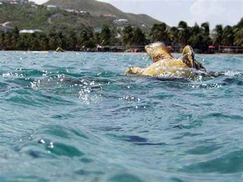 Snorkeling In St Kitts St Kitts And Nevis Visitor Guide