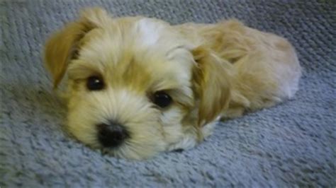 View Ad: Morkie Puppy for Sale, Oregon, PORTLAND