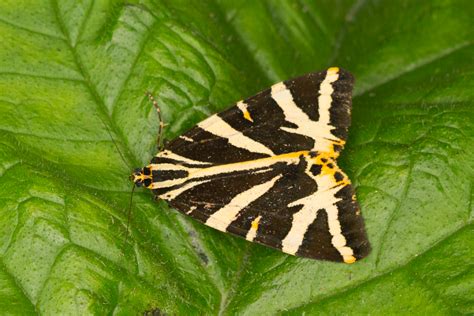 The Nhbs Guide To Common Uk Moth Identification