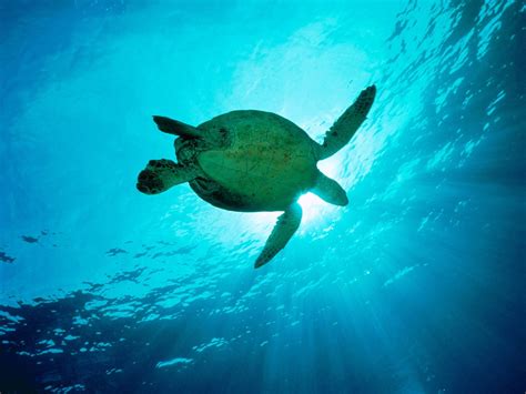 Turtle People Animals Turtle Underwater Wallpapers Hd Desktop And