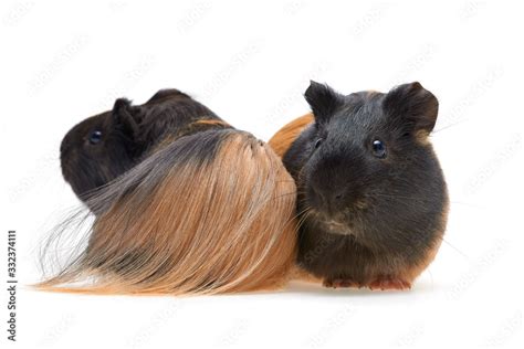 Guinea Pig Cavia Porcellus Is A Popular Household Pet Two Beautiful