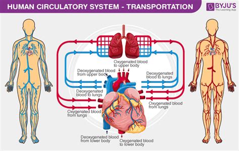Human Circulatory System Organs Diagram And Its Functions