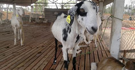 Bahadhursfarm Commercial Goat Farming
