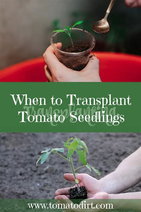 When To Transplant Tomato Seedlings To Get The Healthiest Tomatoes