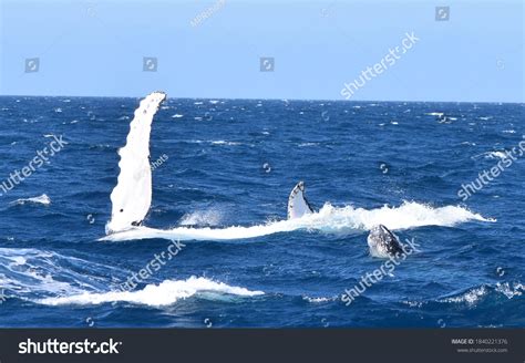 Humpback Whale Pectoral Fins Slapping Stock Photo 1840221376 Shutterstock