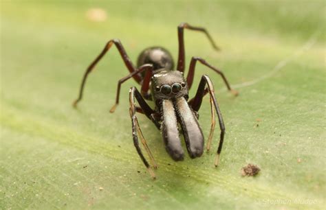 Ant Mimic Jumping Spider Macro In Photography On Forums