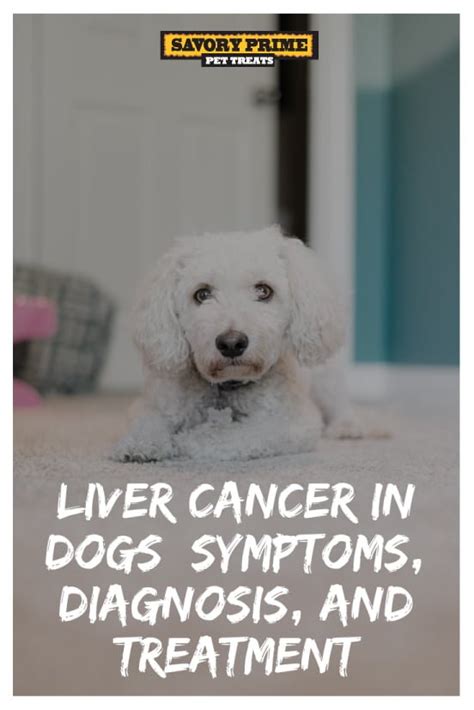 How Do You Know If Your Dog Has Liver Cancer Liver And Spleen Cancer