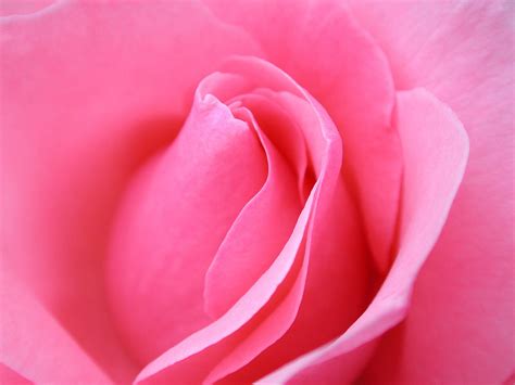 Choose from a curated selection of flower wallpapers for your mobile and desktop screens. pink rose flower wallpaper