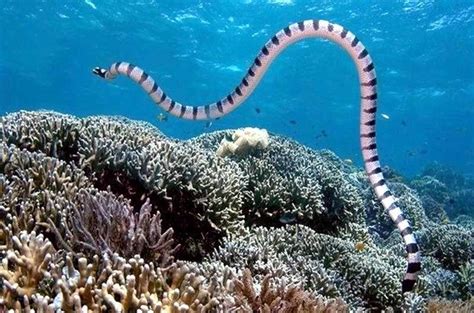 Suka Ke Pantai Hati Hati Sama 15 Hewan Laut Lucu Ini