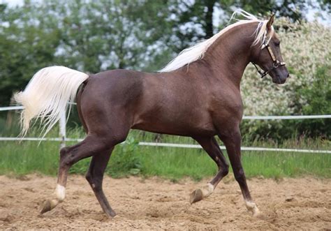 15 Interesting Facts About Palomino Horses You Should Know Levo