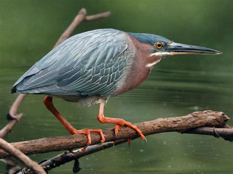 Green Heron Adult Green Heron Heron Photo Heron