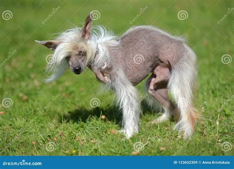 Old Chinese Crested Dog Stock Image Image Of Isolated 123652309