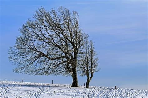 Hd Wallpaper Two Leafless Trees With Coated Snow Pathway Wintry