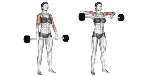 Ez Bar Upright Row Muscles Worked Another Home Image Ideas