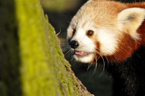 Red Panda Dublin Zoo Gaelrehault Flickr